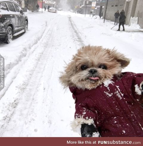 Look at the little puppy tongue