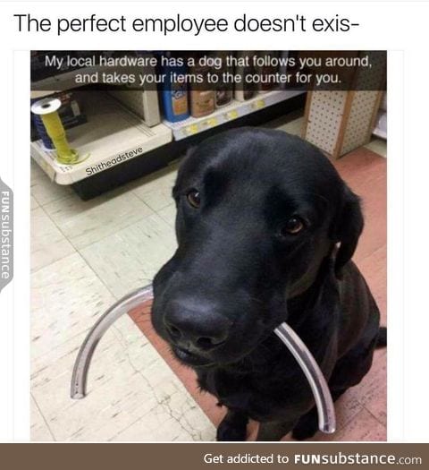 Pupper does a helpful