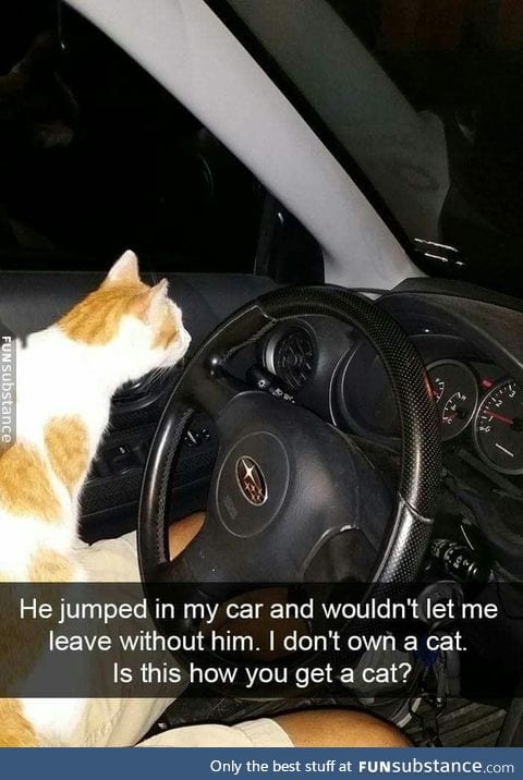 Is this how you get a cat?