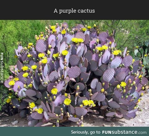Have you ever seen a purple cactus