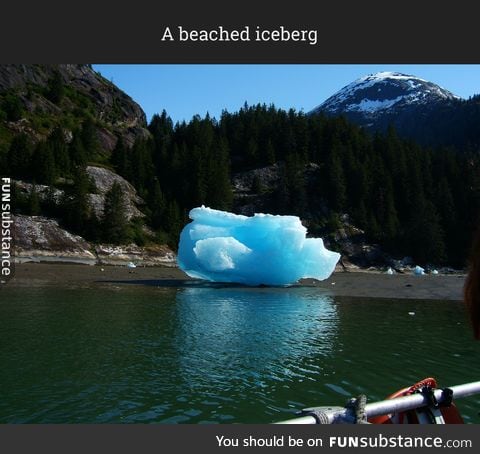 Someone help it get back in the water