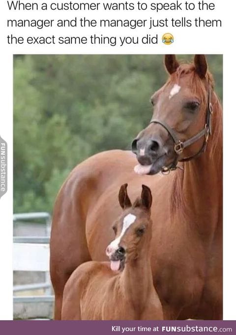 Horses are so cute