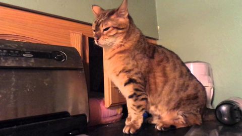 Wait for it..Boop