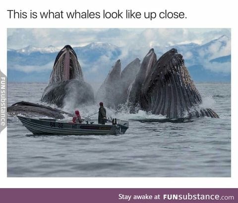 Whales