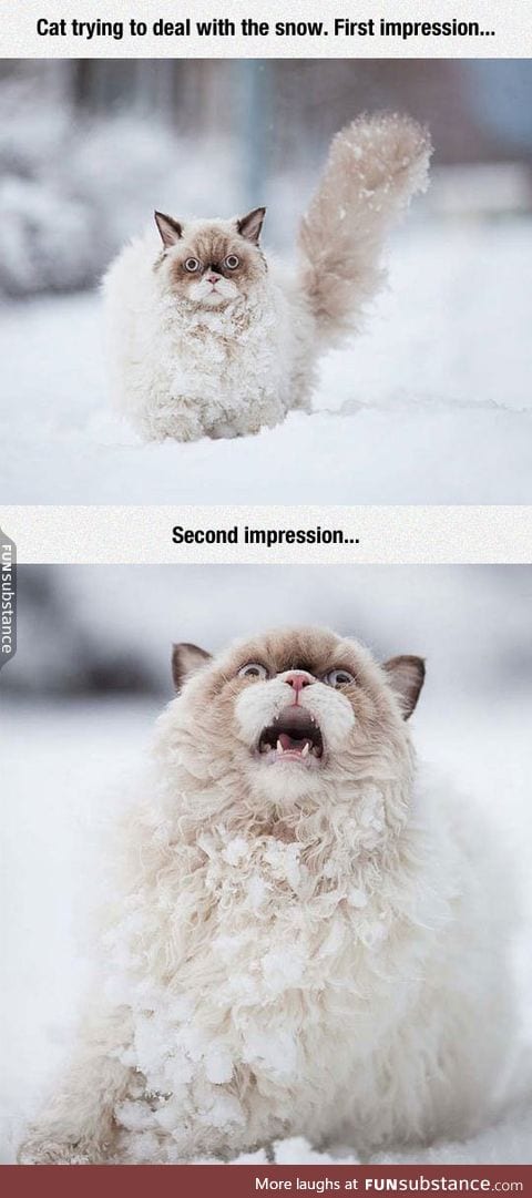 Cat vs. Snow