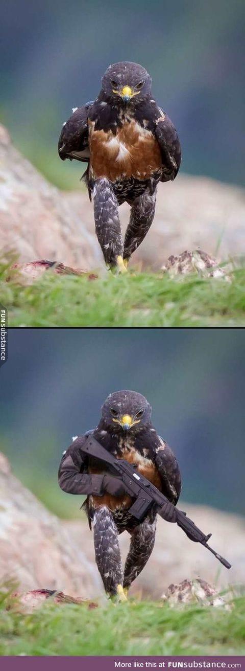 Falcon team six