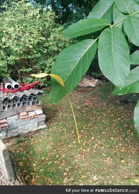 A leaf fell through a hole in another leaf