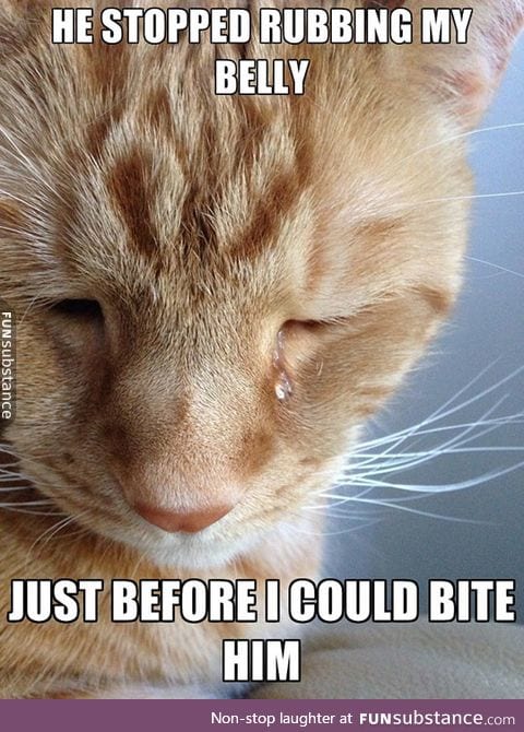 A Cat's First World Problems