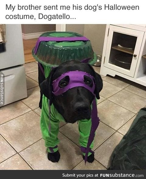 Meet Dogatello