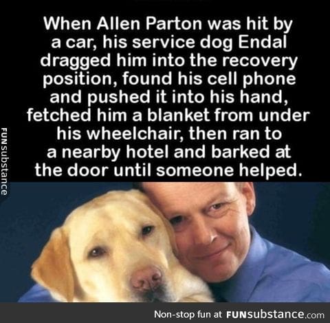 Mans best friend