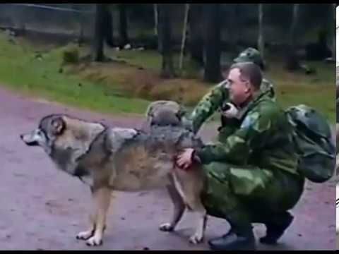 How to show a wolf who's the boss