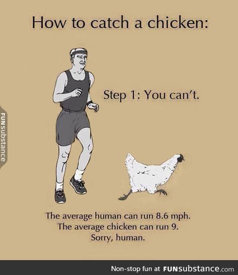 How to catch a chicken