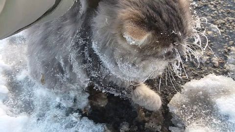 Couple finds cat frozen to the ground :(