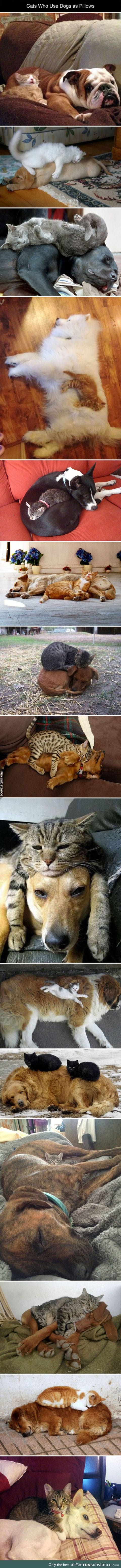 Dogs make nice pillows
