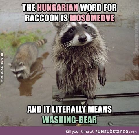 'Raccoon' in Hungarian