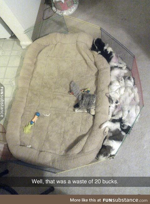 Spending money on your cats