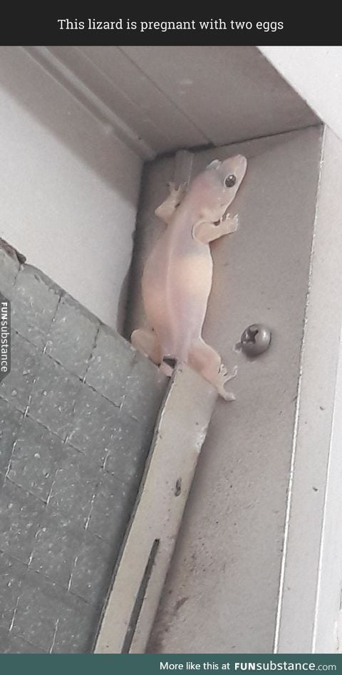 Pregnant lizard