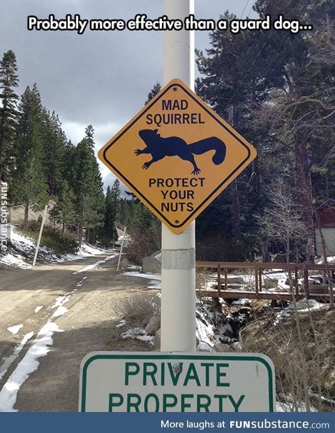 Mad squirrel