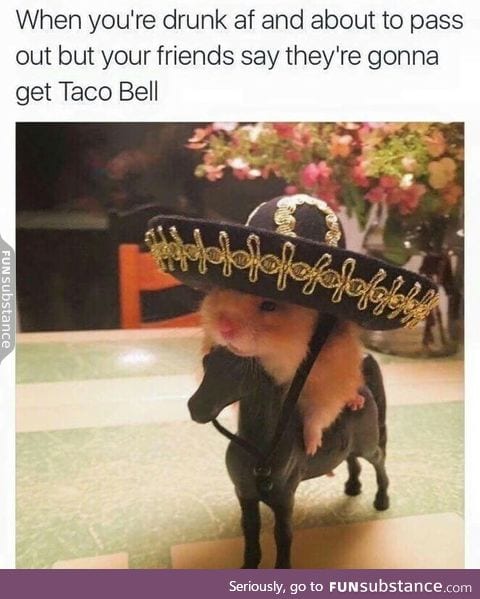Vamos Gringo !