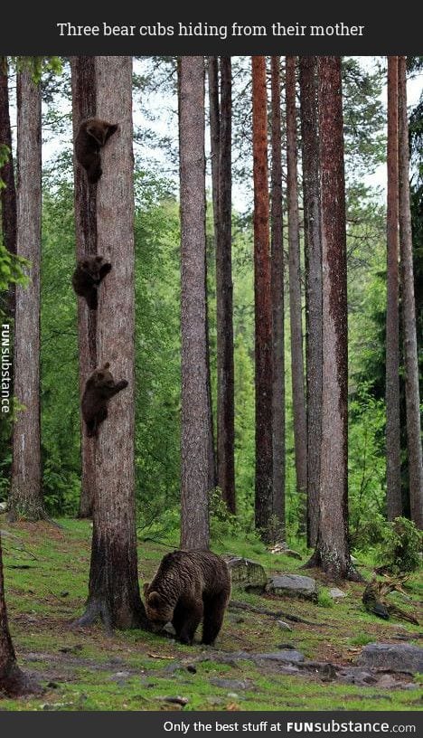 Bear cubs playing hide and seek