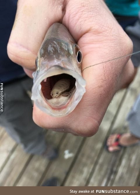 A parasite isopod chewed away and replaced a fish's tongue