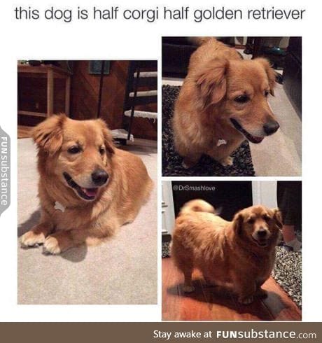 What do we call this breed now?