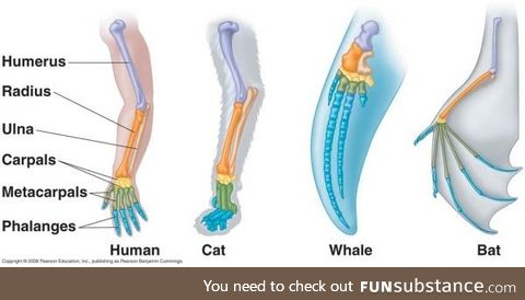 This one never fails to blow my mind. Vertebrates all evolved starting out the same