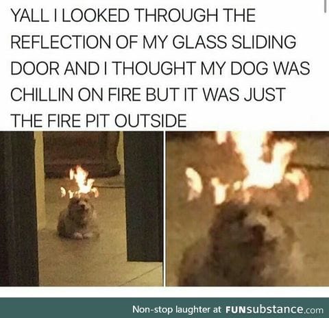 Dog on fire