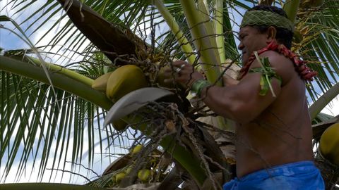 How to Climb a Coconut Tree
