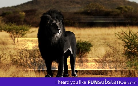 Black Lion