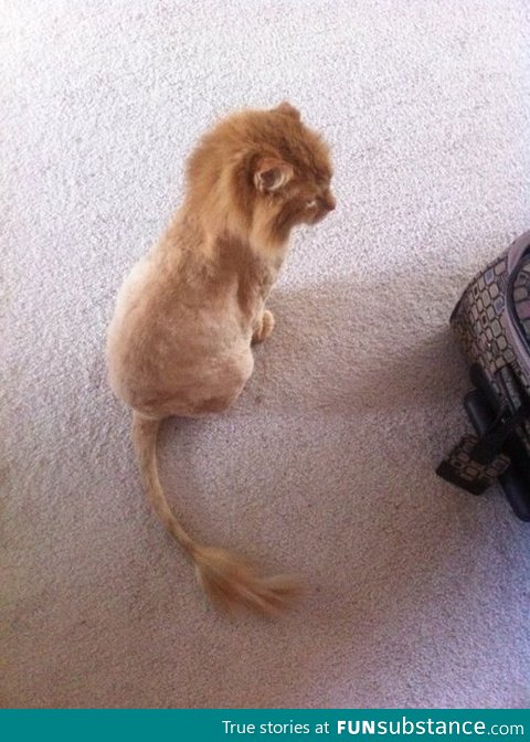 Lion cat