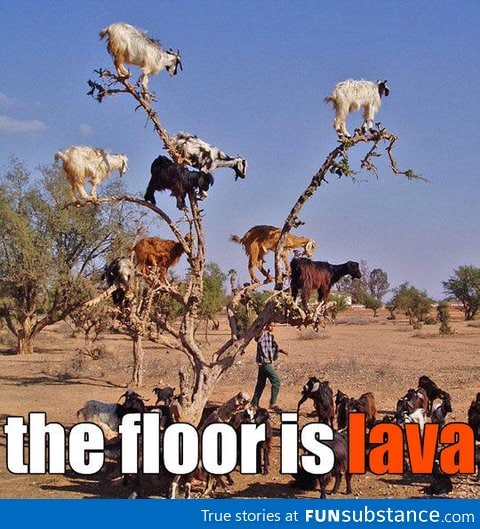 Lava Goats