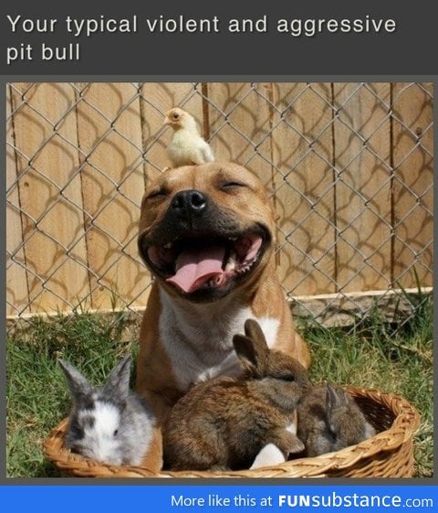 Violent Pit bull