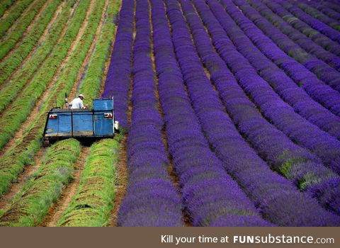 Harvesting lavender
