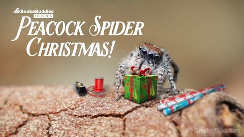 First time I've ever been able to call spiders cute