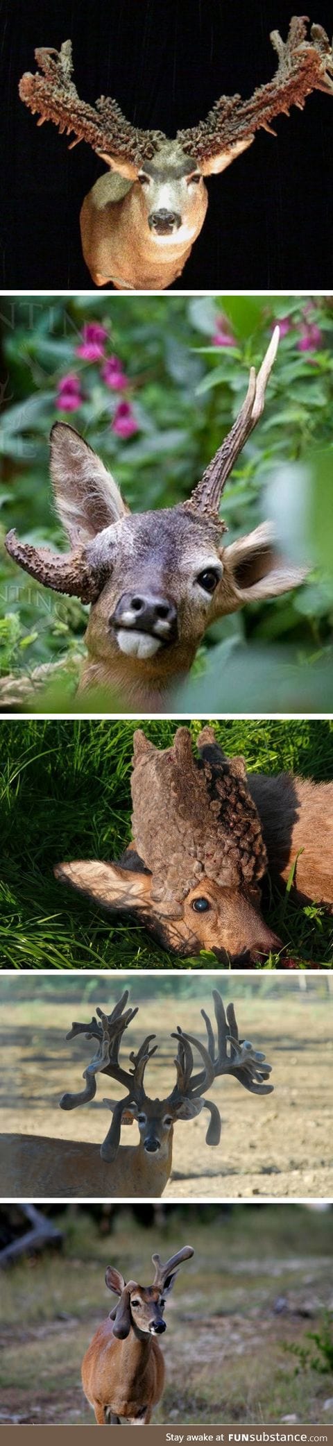 Malformed deer horns