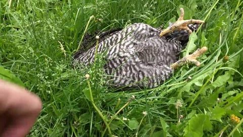 Chicken caught sleeping on the job [13 seconds]