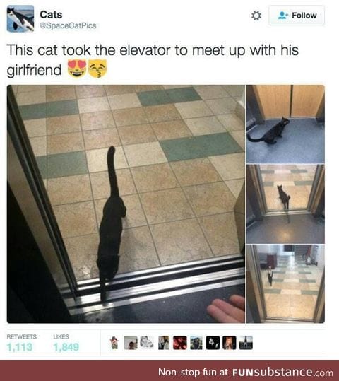 Tfw a cat has a better love life than you