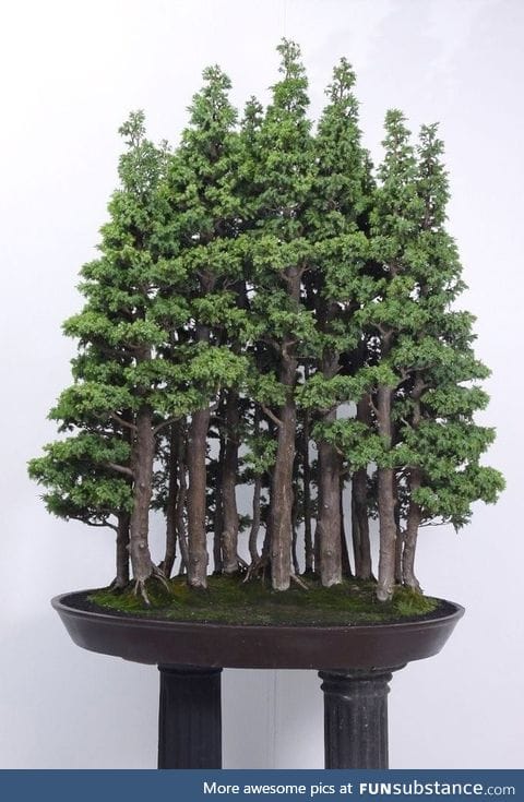 Bonsai forest