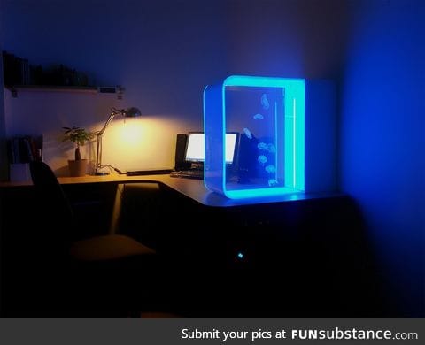 A Jellyfish tank