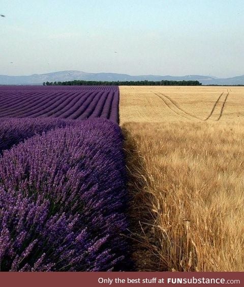 Lavender field next to a wheat field