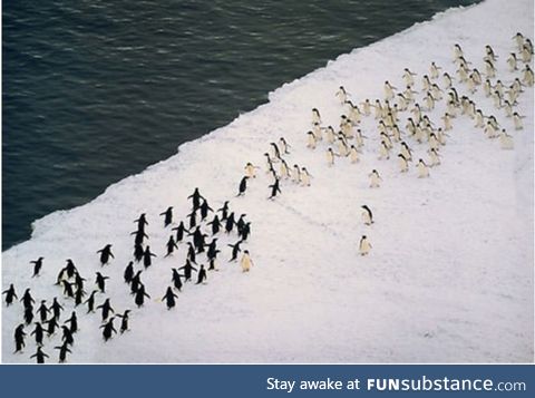 Just a massive penguin battle