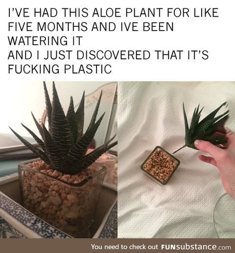 When you aren't a plant person
