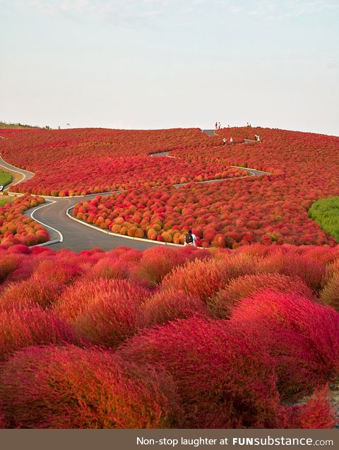 Hitachi Park in Japan