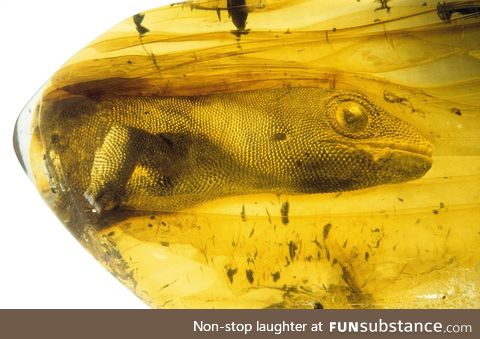 You like things preserved in amber? Check out this 54 million year old gekko