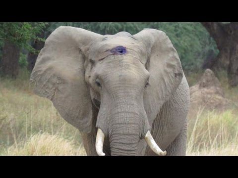 Elephant calmly asks for help after living with infected bullet lodged in skull