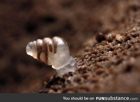 Snail with transparent shell discovered