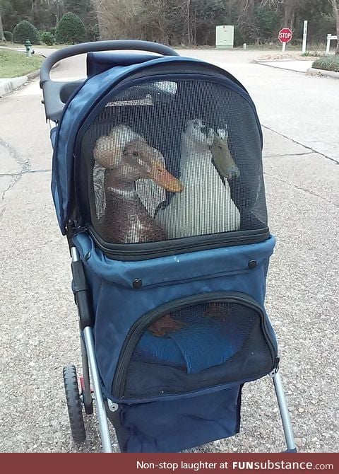 'To boldly go where no duck has gone before'