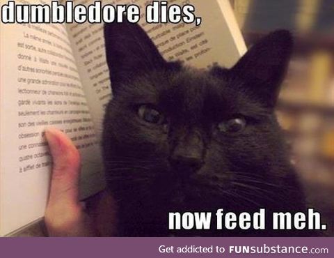 Spoiler cat is hungry