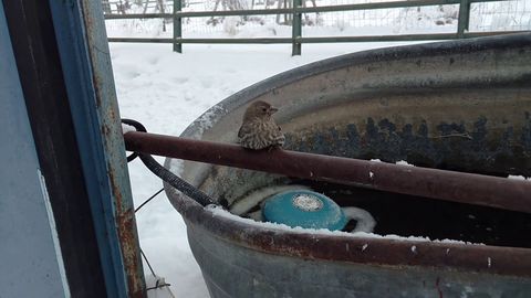 Man uses his breath to free Sparrow Frozen to Fence